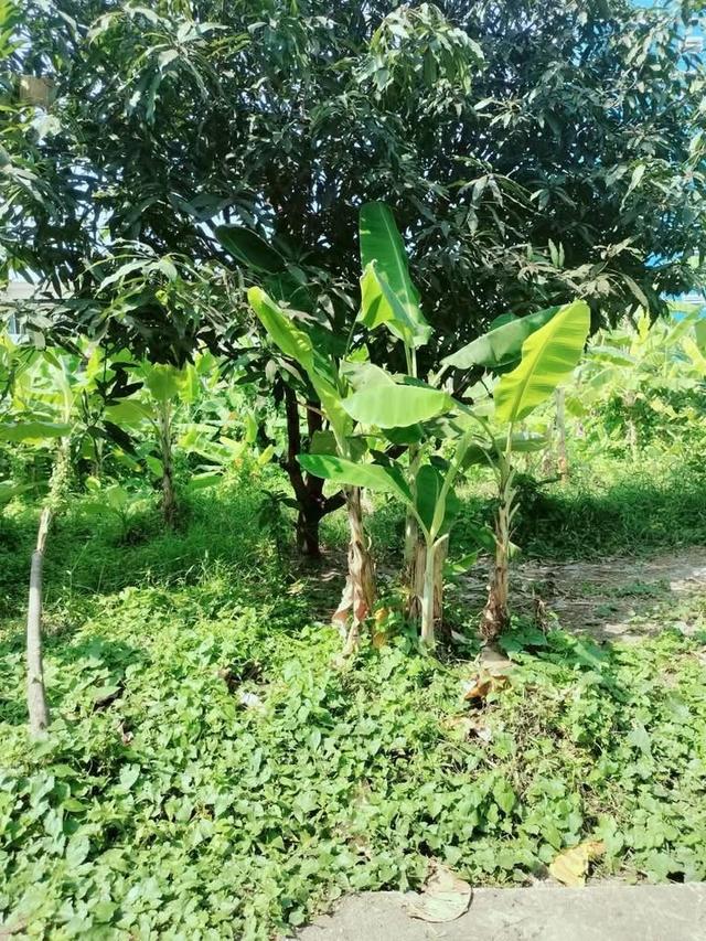 ขายด่วน !! ที่ดิน 98 ตารางวา ติดถนนคอนกรีต ไทรน้อย15/2 นนทบุรี 2