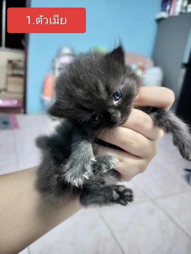แมวพันธ์เปอร์เซียเหลือ3ตัวแล้ว