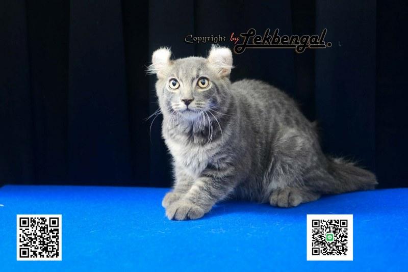 ขายลูกแมวจอมซ่าส์ อเมริกันเคิร์ล สีบลู หางกระต่าย (bobtail) สายพันธุ์แท้ เพศผู้ 