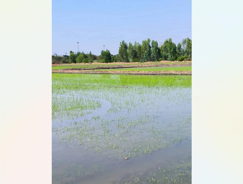ขายที่ดินคลองสาม คลองหลวง ปทุมธานี แปลงใหญ่ 36 ไร่เศษ ผังสีชมพู ใกล้วัดพระธรรมกาย (เจ้าของขายเอง) 8