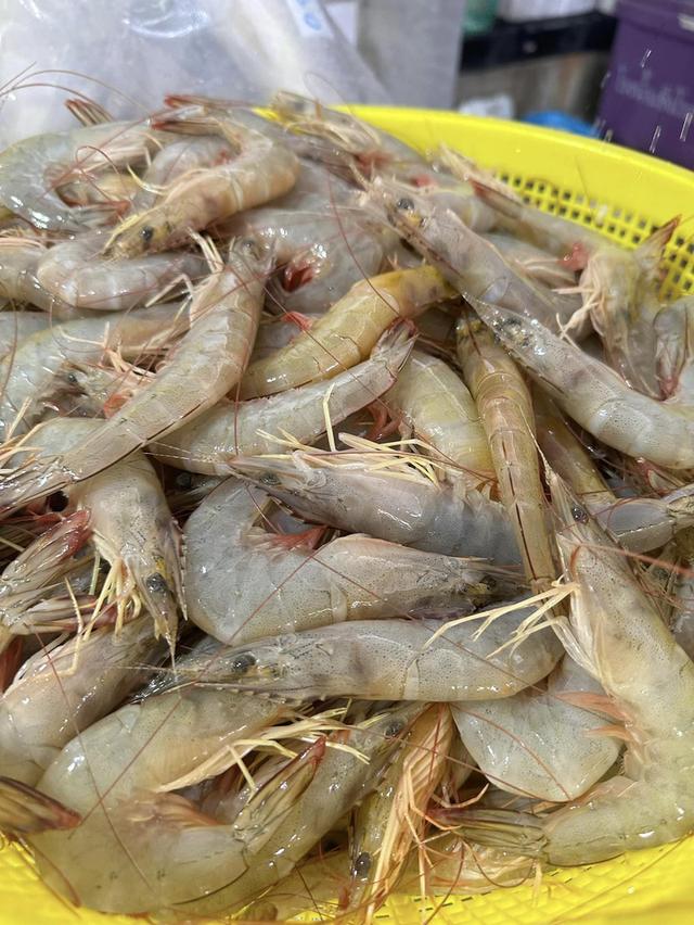 กุ้งแชบ๊วยตัวอวบๆ ราคาดีมาก 1