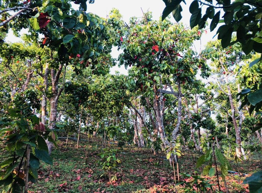 ที่ดิน สวนกระท้อน .................... 8