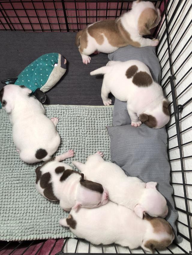 ลูกสุนัขอเมริกันบูลลี่