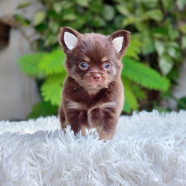 ชิวาวาขนยาวChihuahuaแท้สีช็อค รูปที่ 4