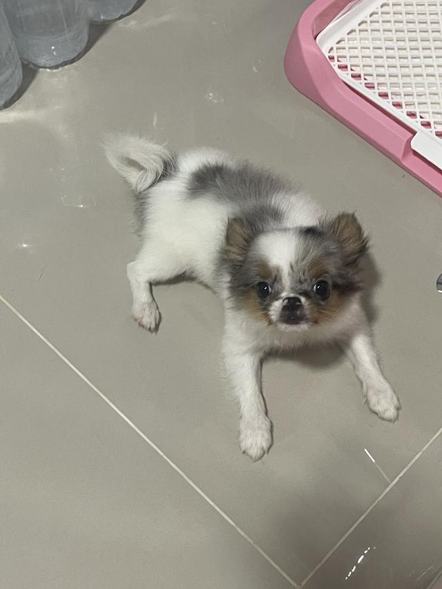 ชิวาวาขนยาว 3 เดือน เพศเมีย 1