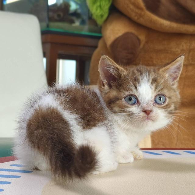 แมวมันช์กิ้น Munchkin short leg Oscat cattery chiangmai รูปที่ 2