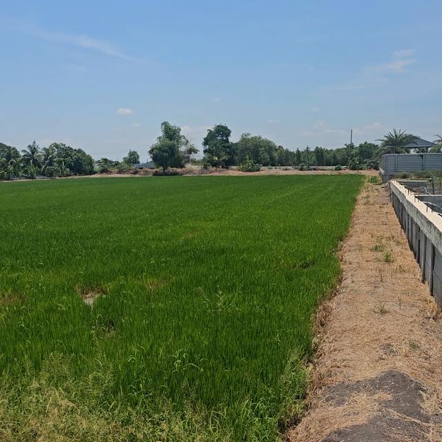 ขายที่ดิน ไทรน้อย - บางเลน นนทบุรี นครปฐม หน้าติดถนนคอนกรีต หลังติดคลองทวีวัฒนา แบ่งขาย เริ่มต้นที่ 150 ตร.ว ไฟฟ้า ประปา พร้อมสร้างที่อยู๋อาศัย 3