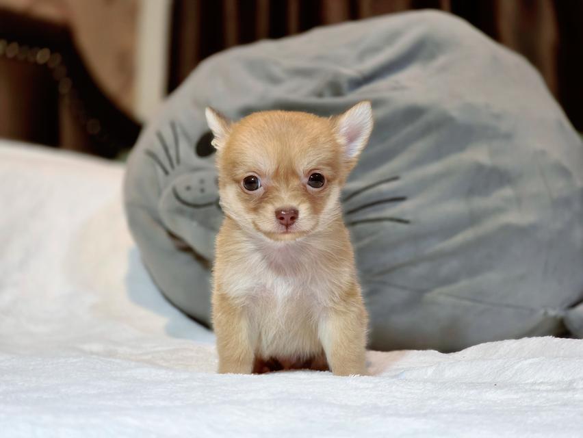Chihuahuaไซส์จิ๋วหนุ่มหล่อ 4
