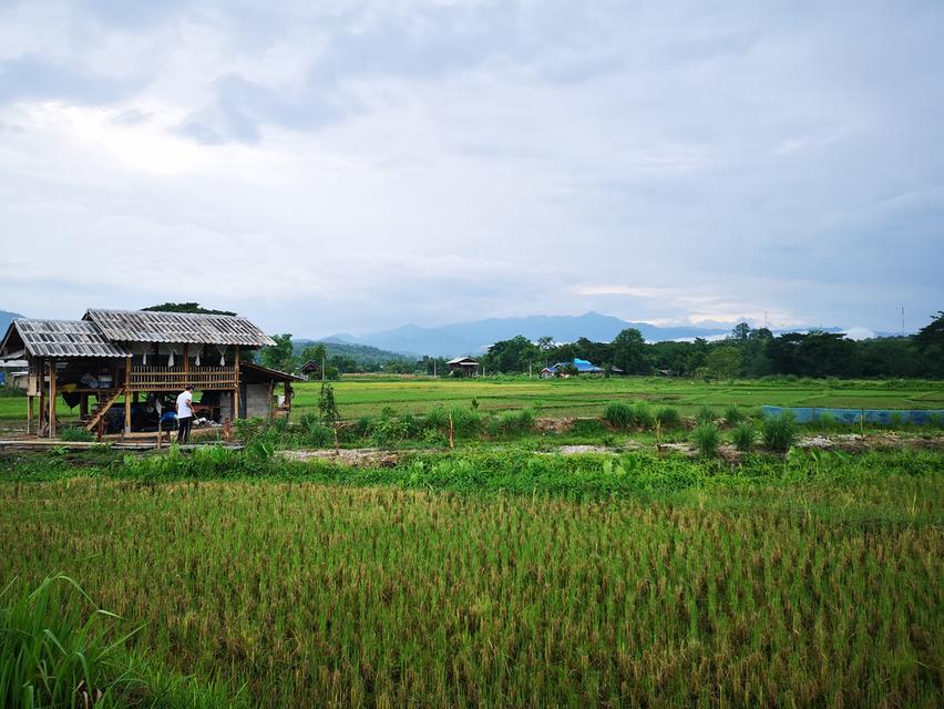 ที่ดิน จ.ลำปาง ที่นา วิวสวยบรรยากาศดี 9