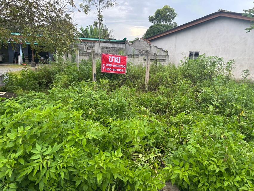 ที่ดิน อ.บ้านนาสาร จ.สุราษฎร์ธานี 4