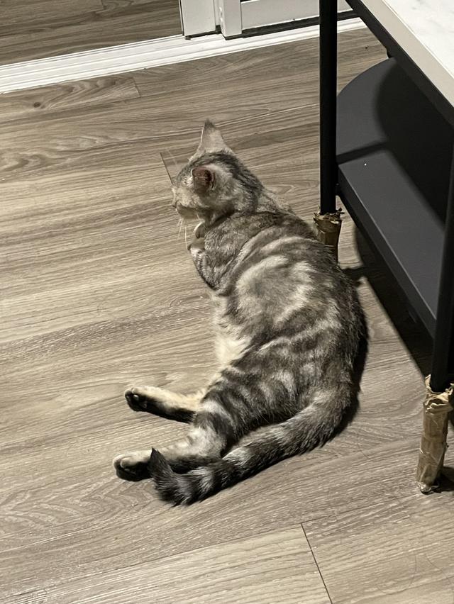 แมว American shorthair ผสม Scottish รูปที่ 3