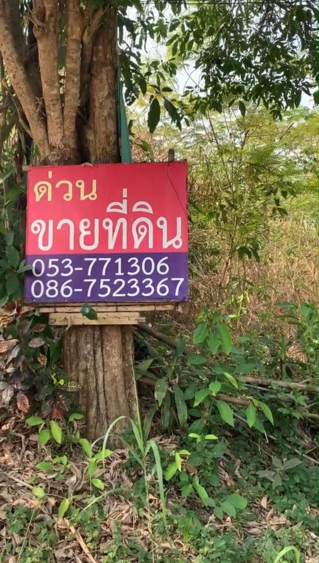 #ขายที่ดินใกล้เทศบาล อ.แม่จัน จ.เชียงราย#ไร่ล่ะ 1.5 ล้าน ที่สูงเนินดอย#ใกล้ดอยแม่สลอง-ไร่ชาฉุยฟง 5