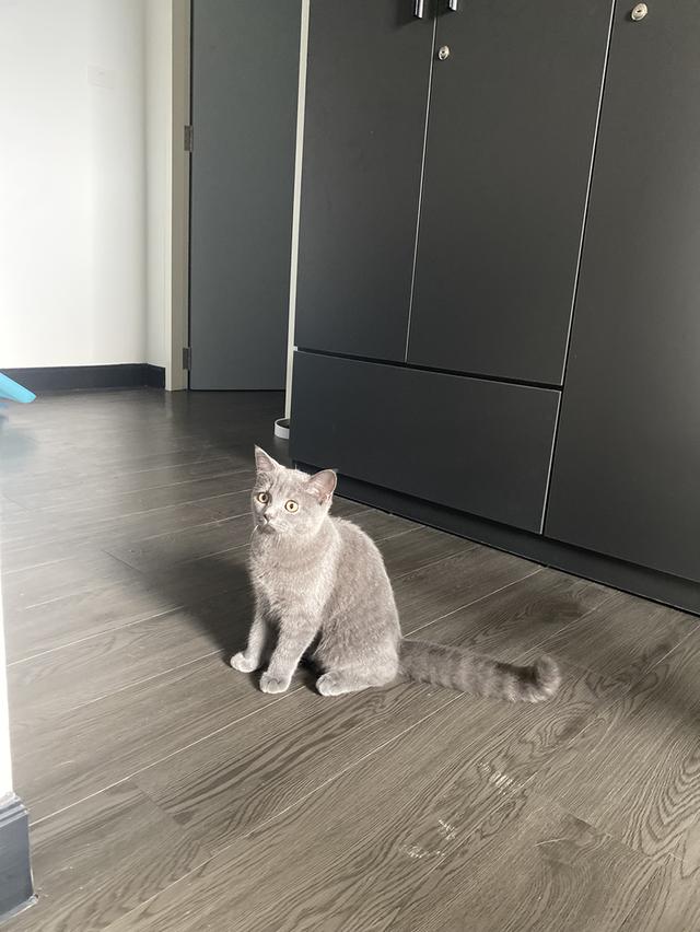 ลูกแมว เพศ ญ 4 เดือน รูปย่อยที่ 2