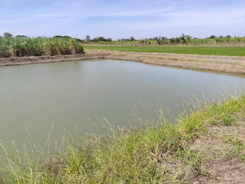 ขายที่ดินเปล่า แปลง 1-9 ไร่แปลงสวย มีบ่อน้ำใส แบ่งได้ กำแพงแสน นครปฐม 5