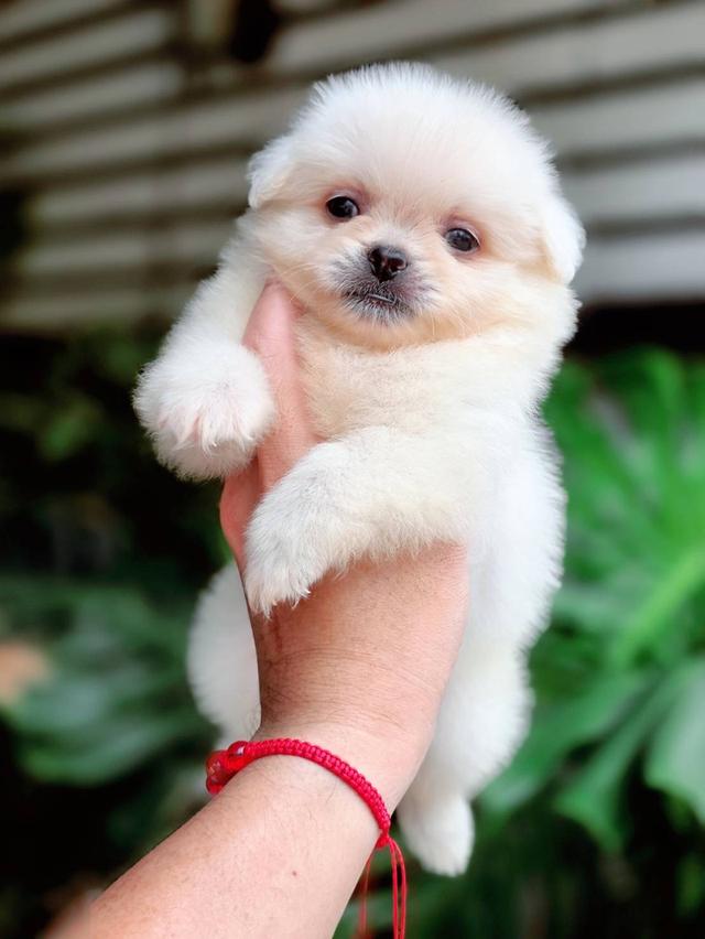 ปอมผสมชิวาวาเพศผู้ 6