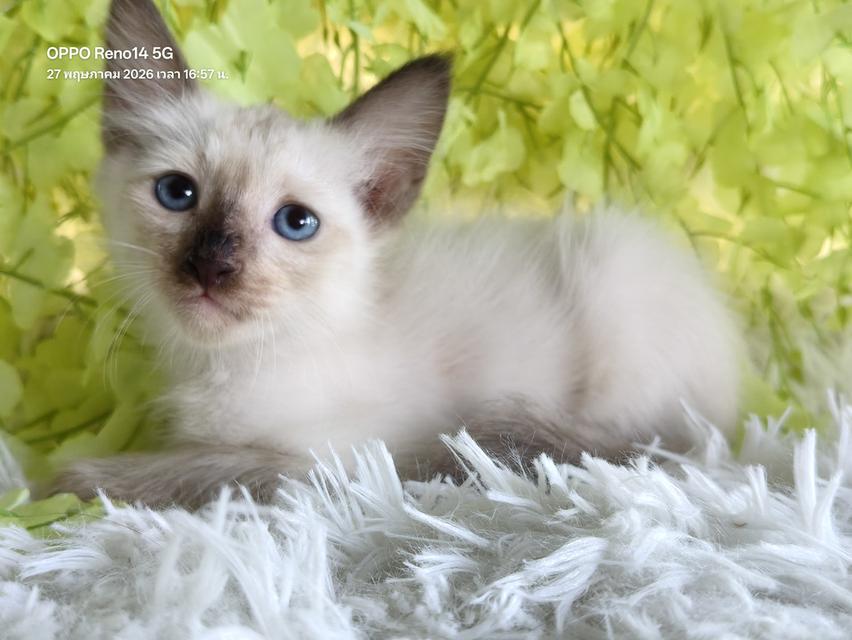 ขายลูกแมววิเชียรมาศชาย รูปที่ 8