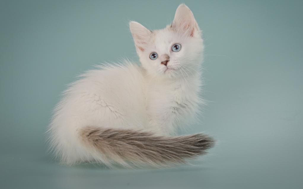 Munchkin Kittens Registered รูปที่ 5