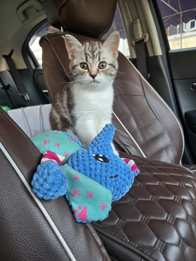 เด็กหญิง พร้อมย้าย พ่อแม่พกใบเพ็ดทั้งคู่ รูปที่ 5