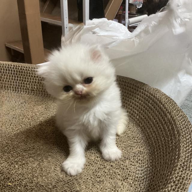 ลูกแมวเปอร์เซียหน้าบี้หน้าหล่น ขาว  รับน้องได้หลัง 23 มีค 69 เปิดกล้องดูก่อนได้ค่ะ รูปที่ 2