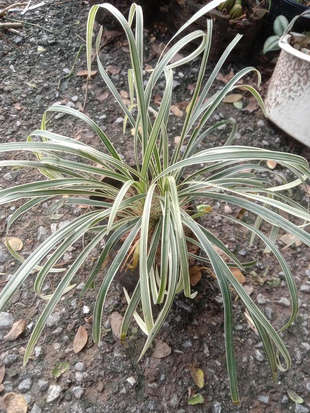 เศรษฐีไซ่ง่อนด่าง ส่งเป็นต้นเพาะชำ  10