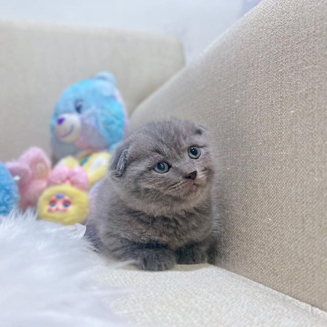 สก๊อตติช 3