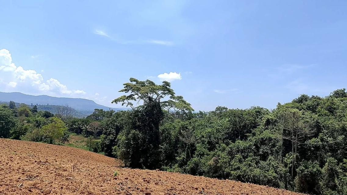 ที่ดินเปล่า 6 ไร่ 3 งาน 4.5 ล้าน บ.สวนห้อม อ.วังน้ำเขียว 2