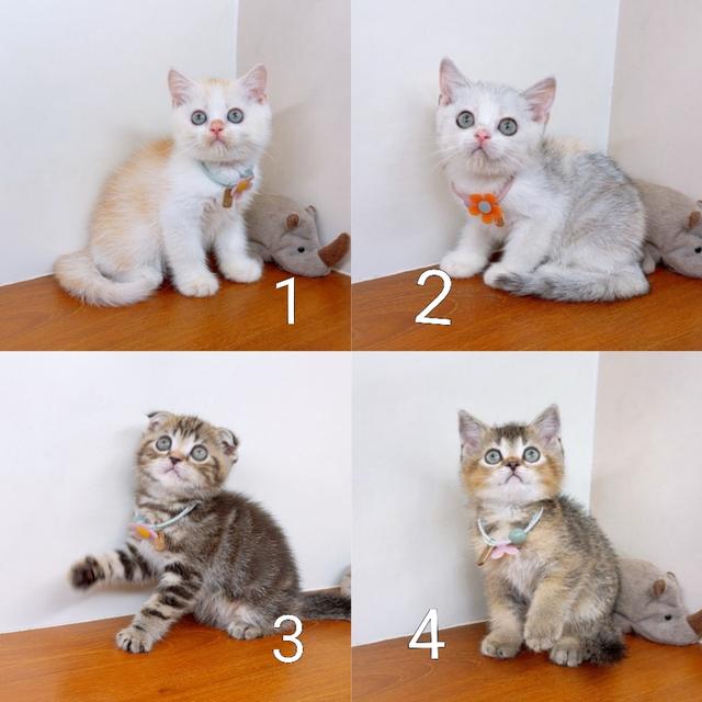 แมวสก๊อตติสโฟร์ สายพันธุ์แท้