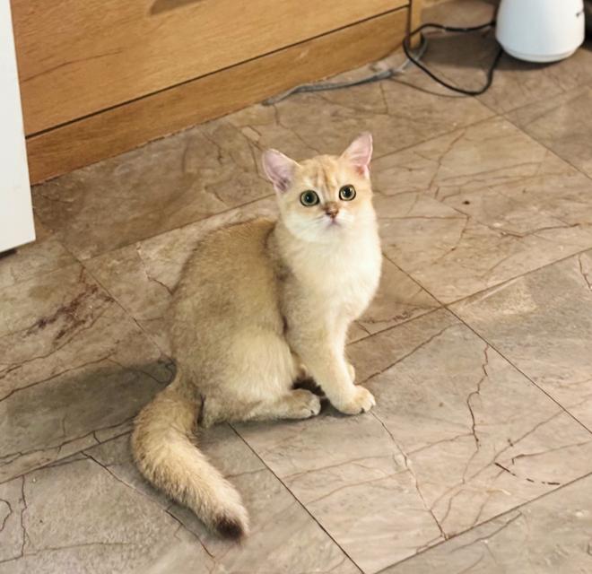 แมวบริติช British shorthair