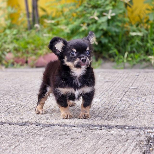 ชิวาวาแท้ขนยาว สีแบล็คแทน ผู้ พิกัดรามอินทรา