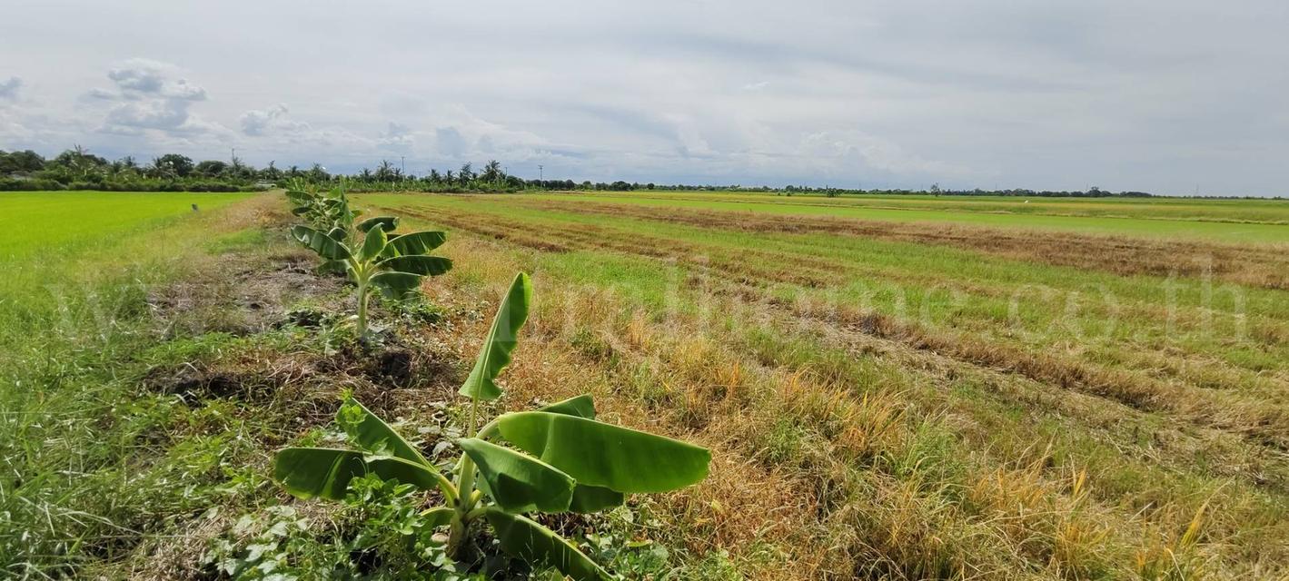 ที่ดินเปล่า 4 ไร่ 28.3 ตร.วา บางเลน นครปฐม ราคาถูก 6