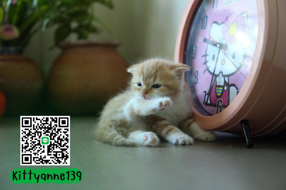 แมวสก็อตติชโฟลด์แท้แบ่งเลี้ยง 6