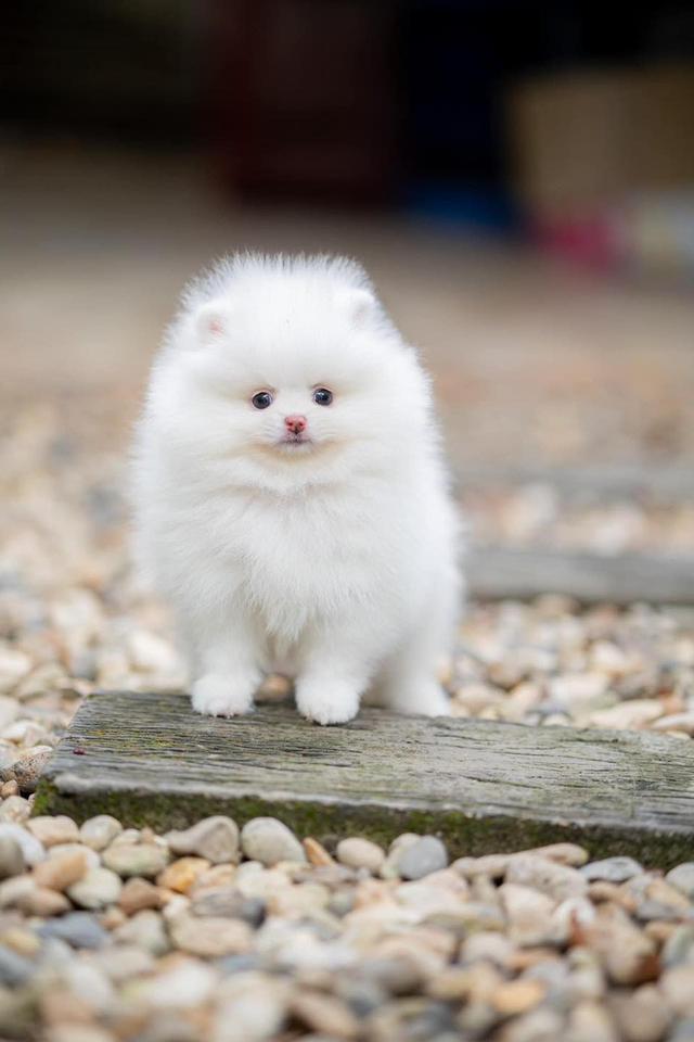 Teacup Pomeranian Puppies WhatsApp me : +66 63 826 3042 รูปย่อยที่ 2