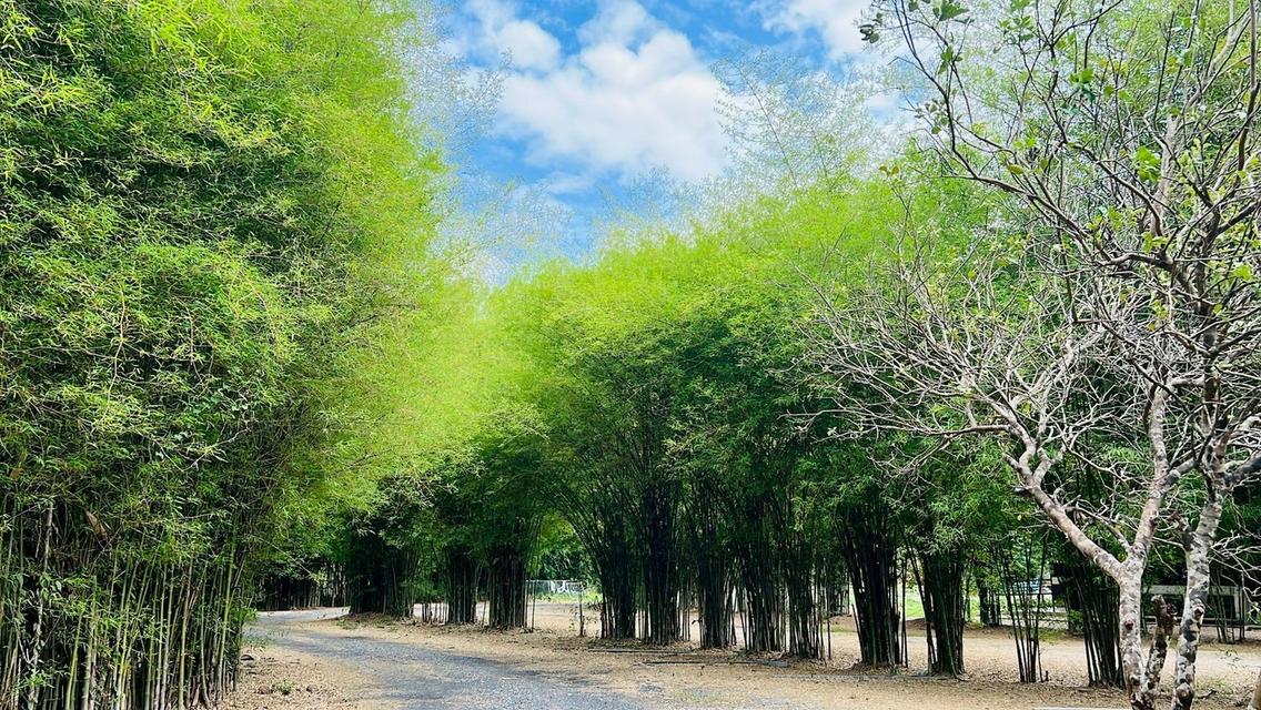 ที่ดินริมน้ำนครนายก ทำเลสาริกา สำหรับบ้านพักและการลงทุน 10