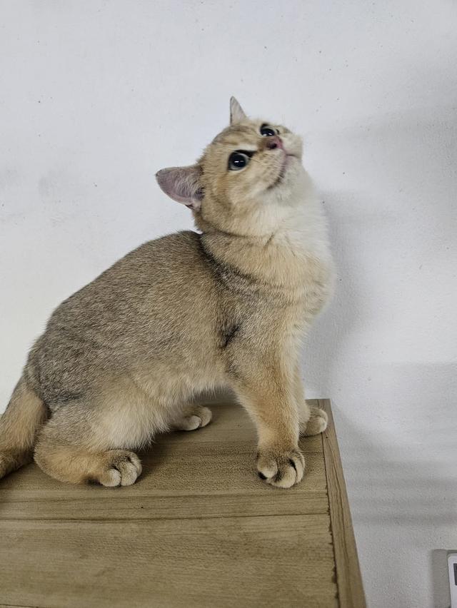 แมวบริติชเด็กชาย 4เดือนกว่าพกใบเพดลดประชากร รูปที่ 6