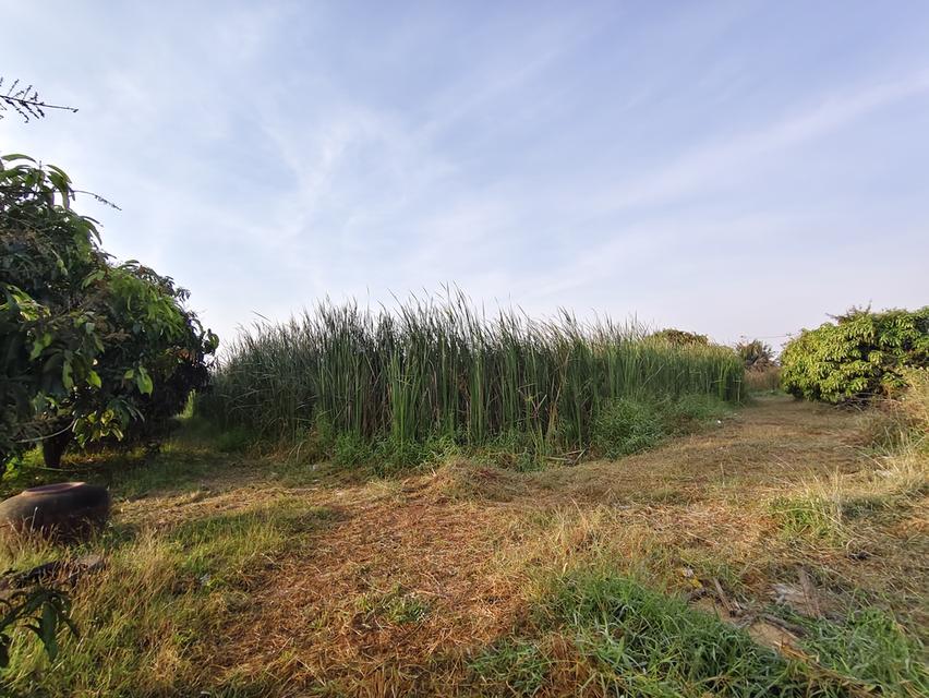 ขายที่ดินเปล่าติดถนน มีน้ำไฟ 7