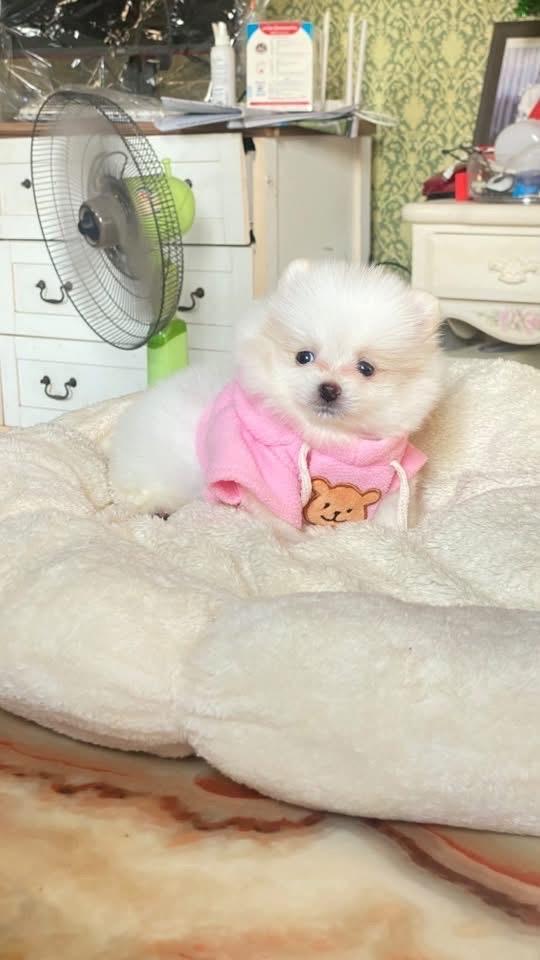 ลูกปอมเมอเรเนียนแท้ น่ารักมาก สดใส ขี้เล่น ขี้อ้อน ติดคนมากๆค่ะ รูปที่ 7