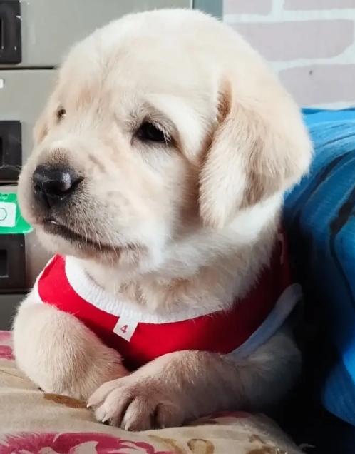 Labrador พันธุ์แท้ ฉลาดแสนรู้มาก