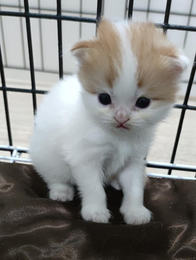 เปิดจองสกอตทิศ ตัวน้อยจ้า รูปที่ 6