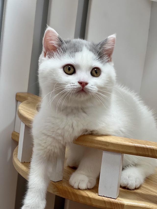 แมวบริติช