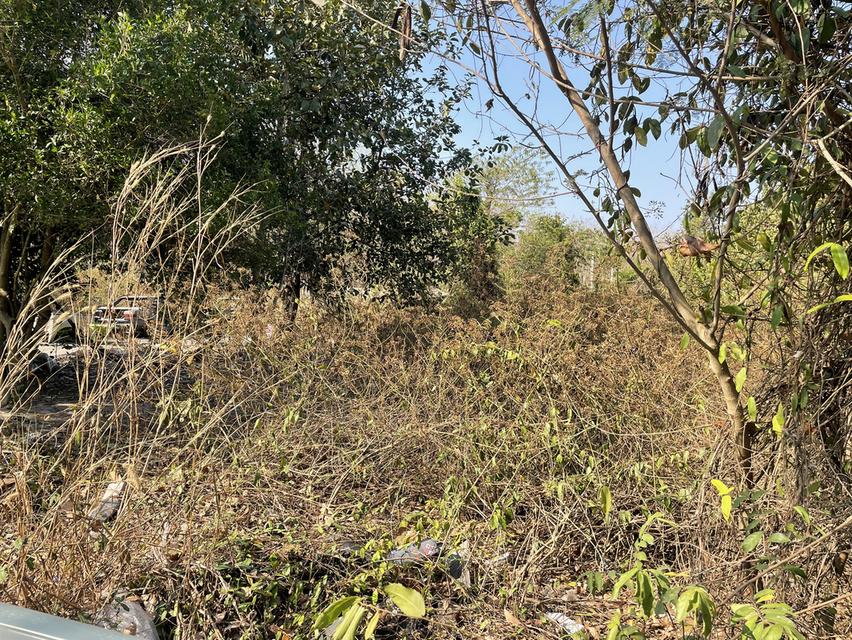 ที่ดินระยอง สวยร่มรื่น น้ำไม่ท่วม ทำร้านอาหารเท่ห์ๆ โรงคั่วกาแฟเก๋ๆเ ที่ตั้งอยู่หลัง bigc ระยอง ใกล้ ถนน บายพาส36 เนื้อที่ 196 ตรว เจ้าของขายเอง รูปย่อยที่ 4