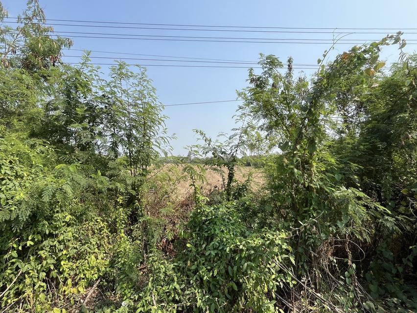 ✨ขายที่นา ทำเลทอง 10 ไร่ ติดถนนใหญ่ + คลองชลประทาน – ต.ย่านยาว อ.สามชุก จ.สุพรรณบุรี✨ 8