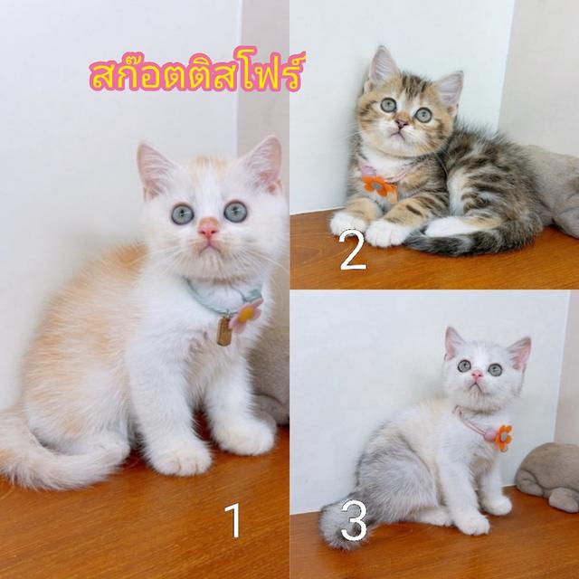 แมวสก๊อตติสโฟร์/แมวขาสั้น(มันช์กิ้น) สายพันธุ์แท้ คุณภาพ