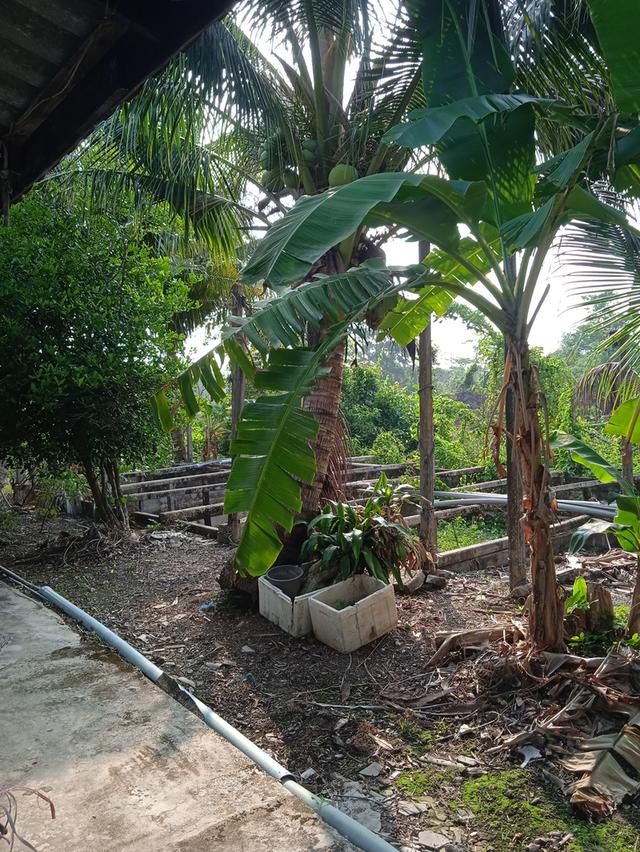 ขายบ้านสวนผลไม้พร้อมที่ดิน