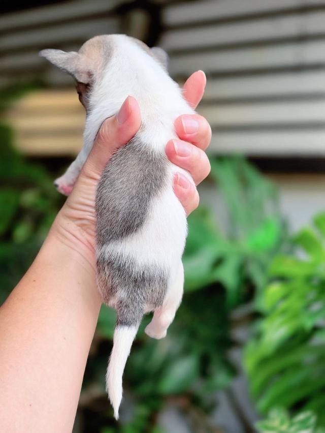 ชิวาวาแท้ขนสั้น เพศเมีย 10