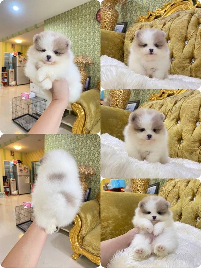 จำหน่ายลูกปอมเมอเรเนียนแท้ ส่งฟรี มีประกันสุขภาพ