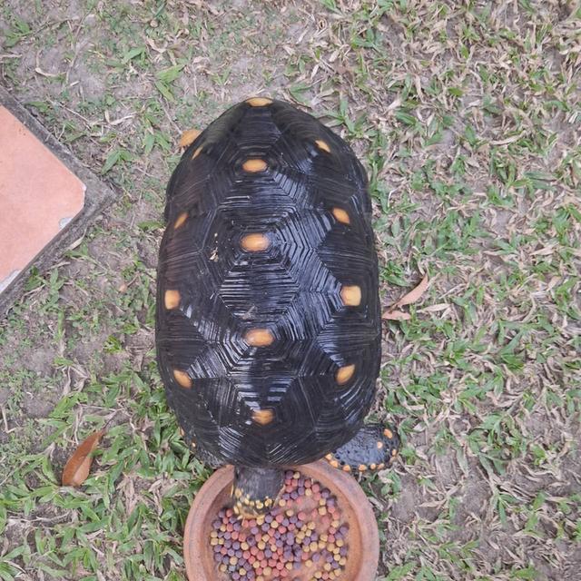 เป็นเต่าหัวเหลือง เพศผู้