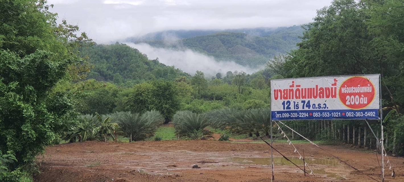 ที่ดินแถมต้นอินทผลัม ทางขึ้นภูทับเบิก 12