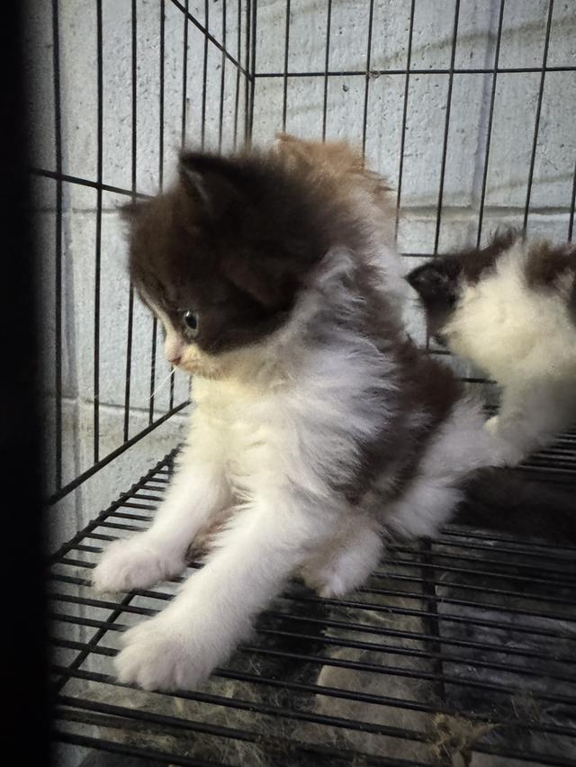 ขายเหมายกคอก 9 ตัวตัวละ2,000 รูปที่ 2