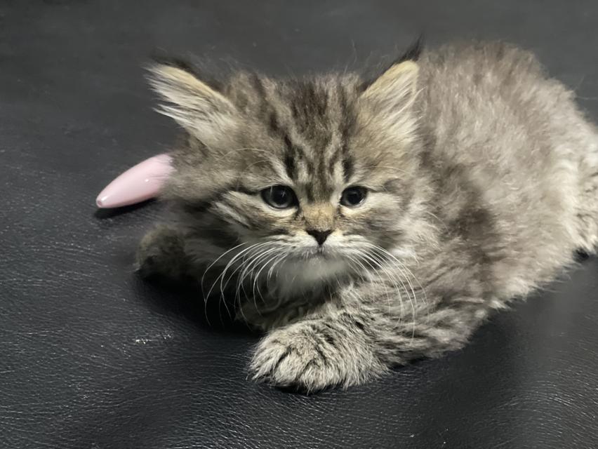 แมวเสือ(หญิง)เกิด 19/9/68 14