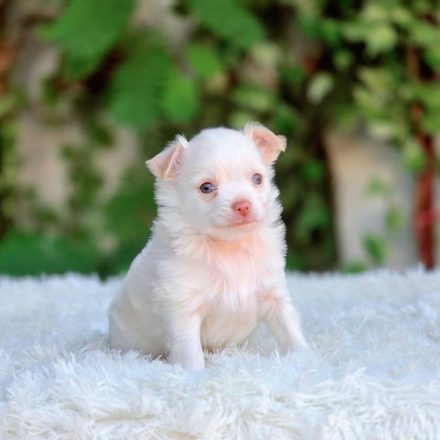 ชิวาวาแท้ขนยาวสีขาวครีมเพศผู้